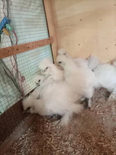 silkie chick  molted bentm for sale