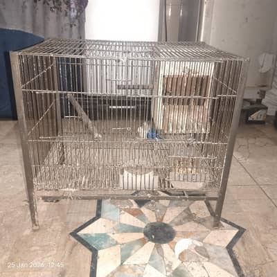 3 pear lovebirds  breaded with pingra