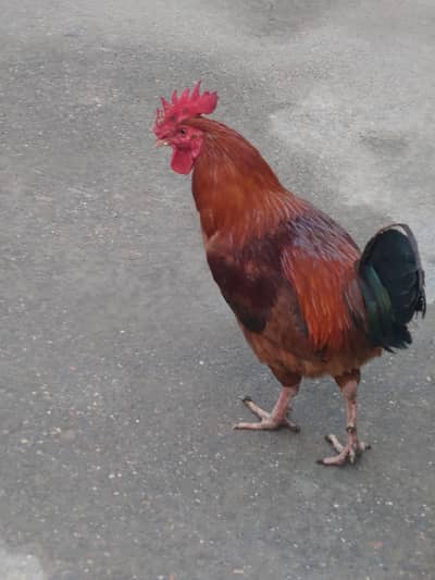 Fixed Price. 2 Murgha for sale