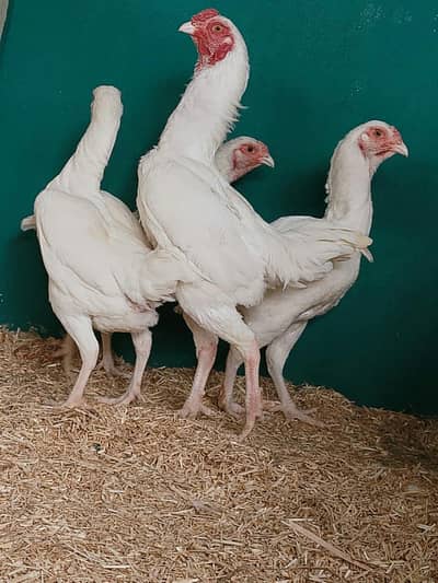 white ko shamo,buff sebright,white sebright, Yokohama, silky