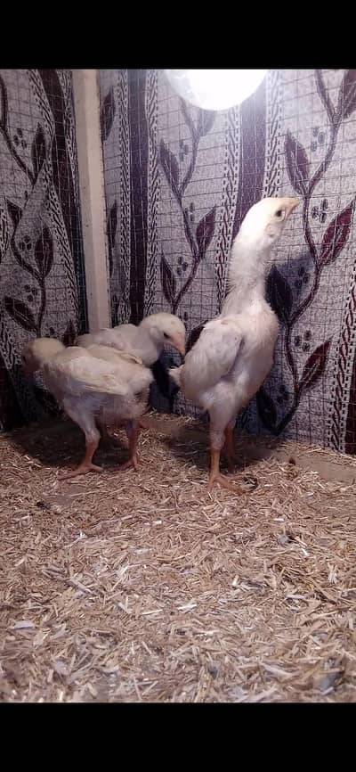 white shamo chicks|white shamo|o shamo|king shamo|japanese shamo|shamo