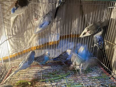 Australian parrots pairs for sale