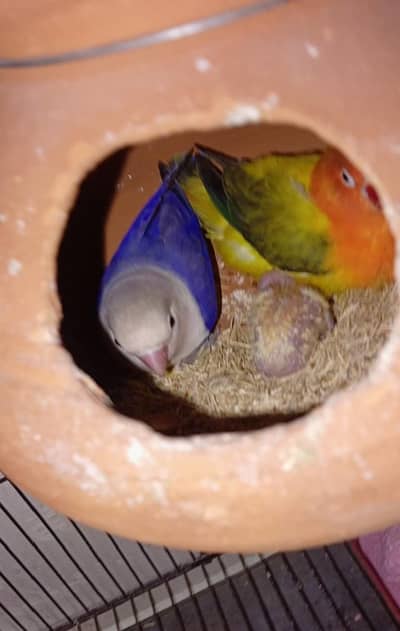Lovebirds breader pair with one chick