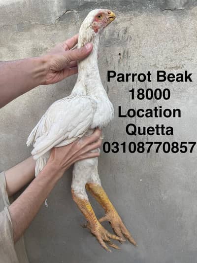 Parrot Beak Aseel