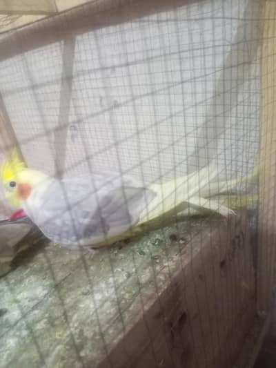 cocktail pair for sale