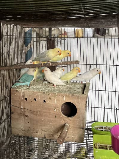 creamino decino albino red eye  palefallow love bird