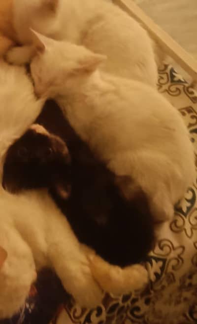 3 cutu si kittens, boht decent and potty trained and shareef