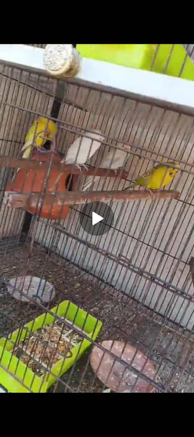 total 4 pairs included cage