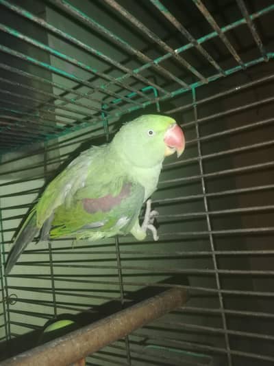 Raw parrot female