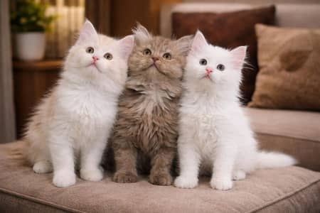 Persian Kittens Triplle cotted for sale
