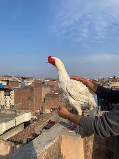 Heera White Paper Aseel