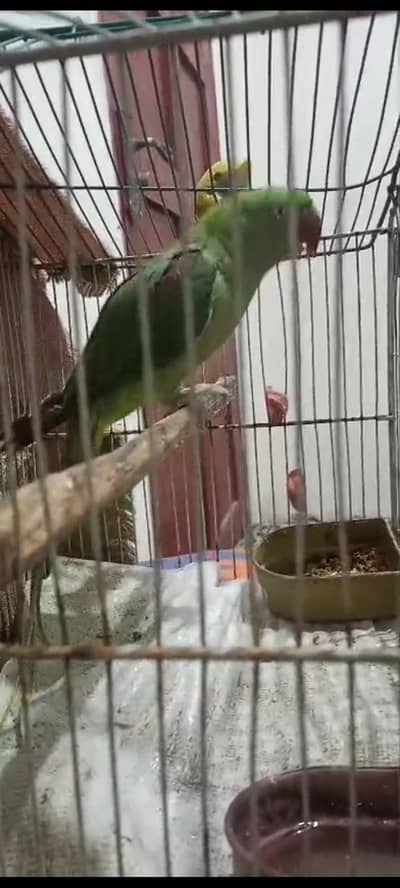 female raw parrot