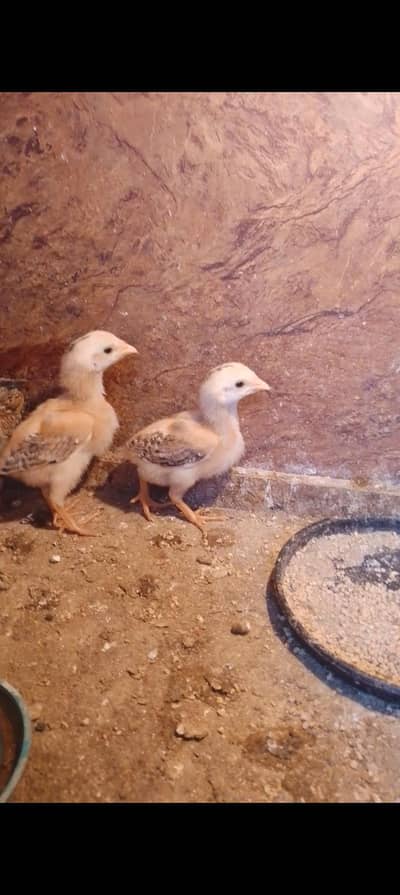 white Hera ka 2  chicks for sale