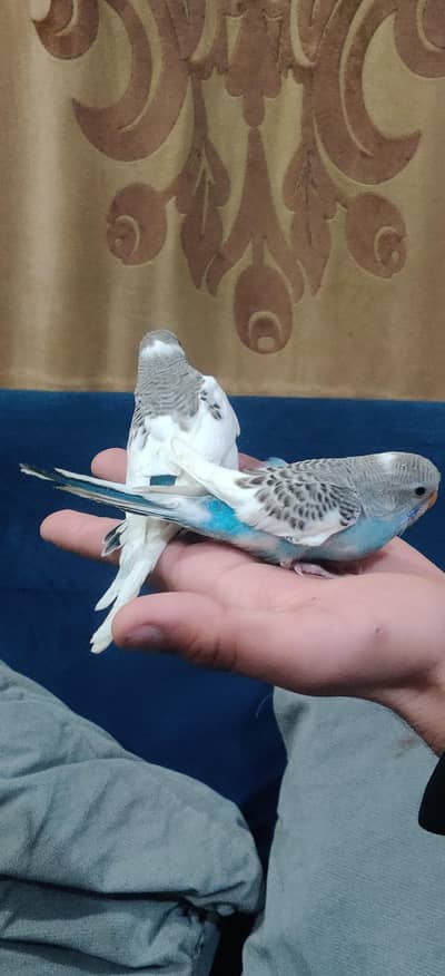 Fully Handtame Australian Parrots (Budgies)