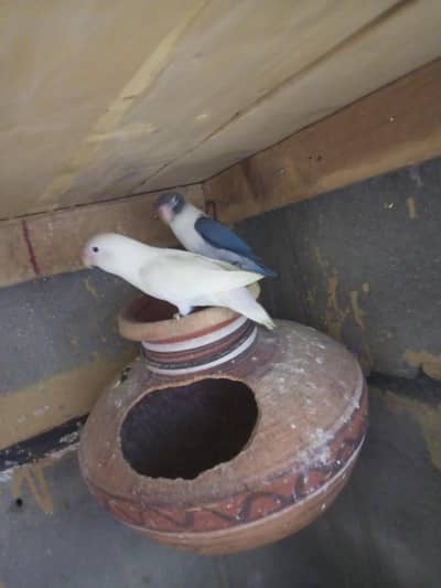love birds breeder pair