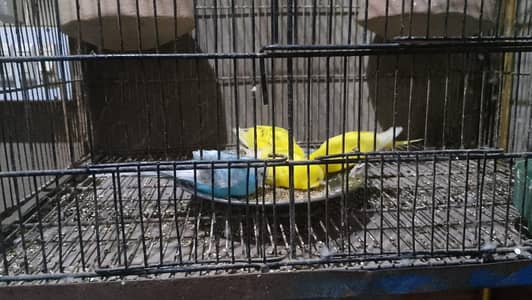 budgie for sale