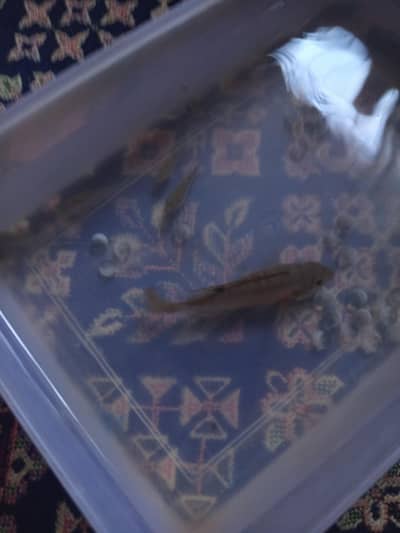 bhai mere KO Nahi pata ke kon si machli ha  bas hai