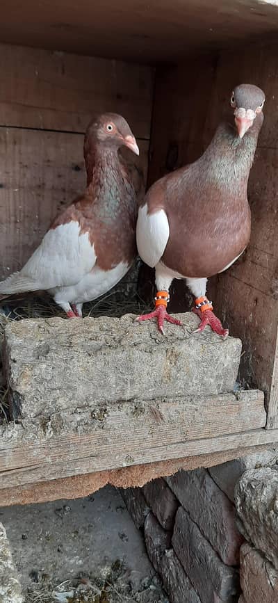 Danish pigeons