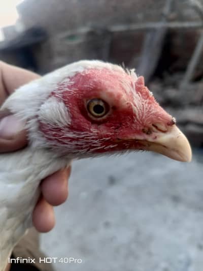 Heera Aseel madi  paper white