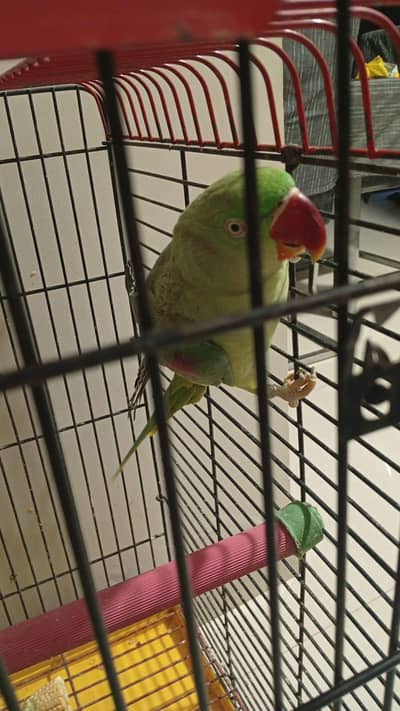 Kasmir raw parrot hand train full