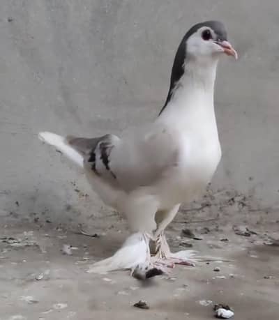 American fentail. . jerman line . homer saddle