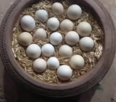 heera aseel eggs for sale