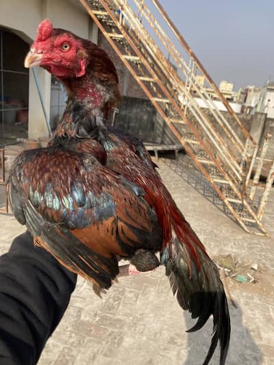 Quality Pathy pathiya available