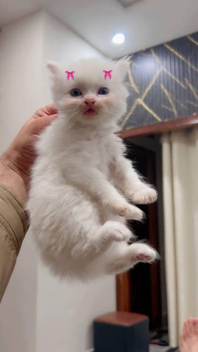 Triple coat persian male cat