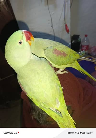 kashmiri butifull and active parrot for sale