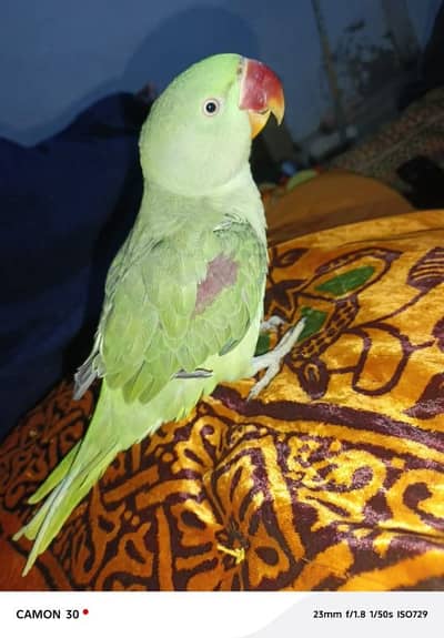 kashmiri butifull and active parrot for sale wahtsap 03494878406wahtsp