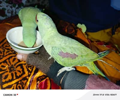 kashmiri butifull and active parrot for sale wahtsap 03494878406wahtsp