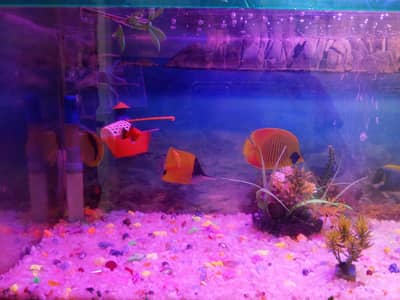 aquarium and fish