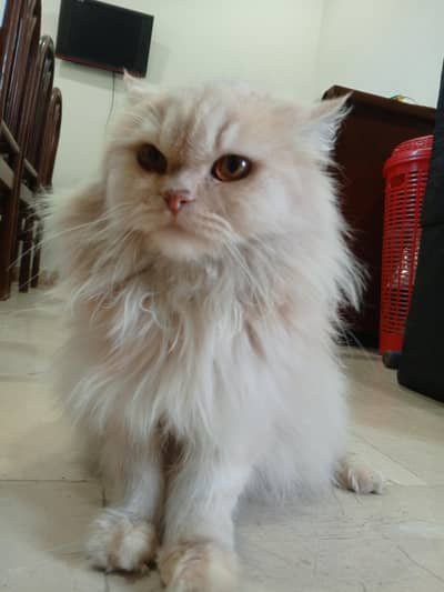 Persian Female Cat Double Coated
