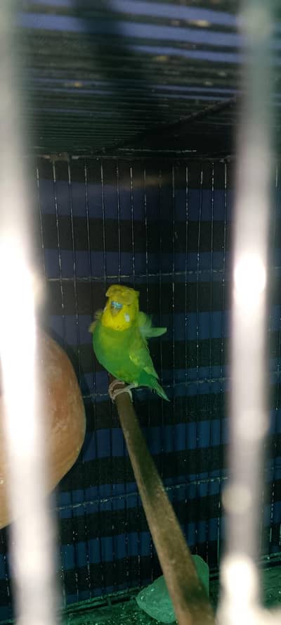 Hogoromo Male  available for sale Location waterpump Karachi 