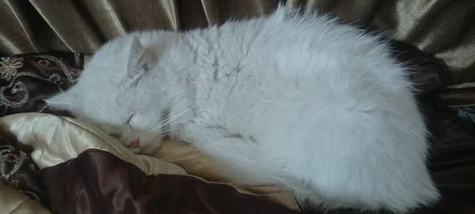 I want to sell urgent