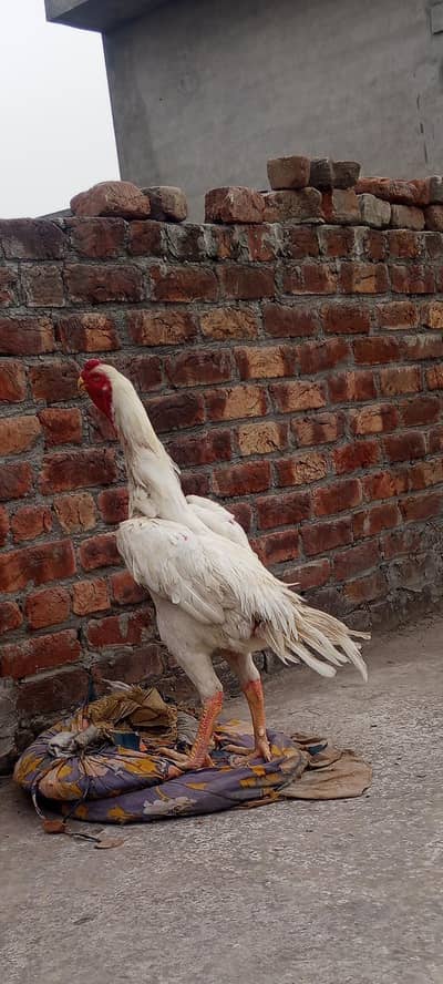 chick bahut acche Hain