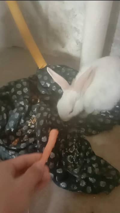 White male rabbit red eyes full active