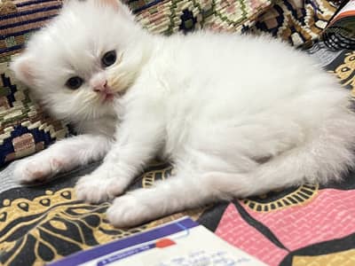 White Persian kitten