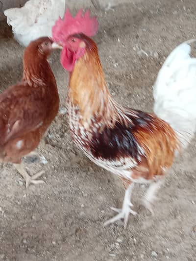 20 msiri and desi male available for sale