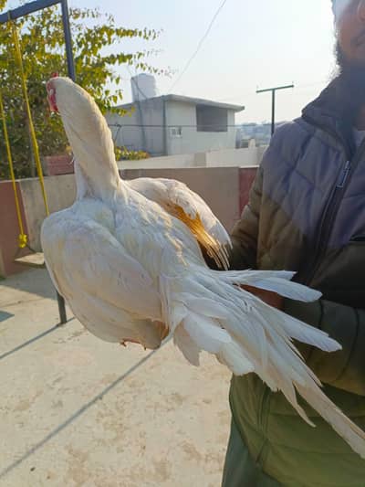 high quality heera for sale