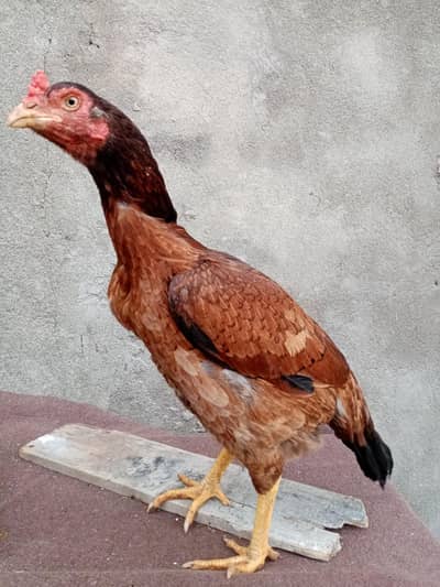 Aseel madi egg lying 03325356348