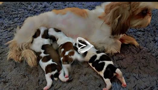 Top Quality Shihtzu Female Puppies available for Booking now 50000each
