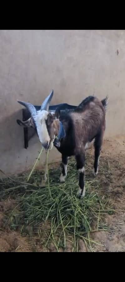 Tedi bakra 1 jori 1 bakri and 2 kids tedi for sell