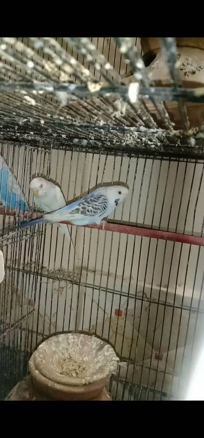 Australian breeder pair