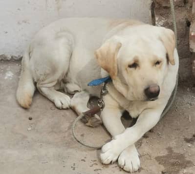 Labrador Dog / Male Dog / Dog For Sale
