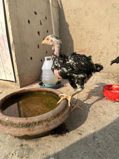 Rampuri aseel Chicks |