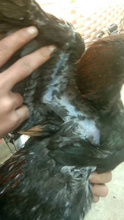 blue and black dragon available