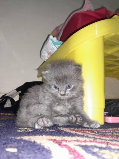 Active Persian Cat Baby