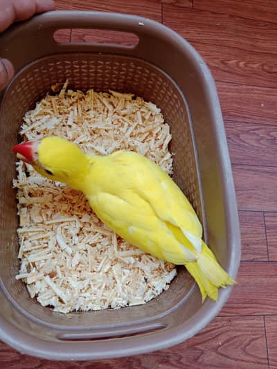 Yellow Ringneck Chick