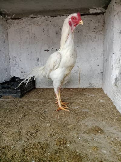 King size wight Shamoo Male